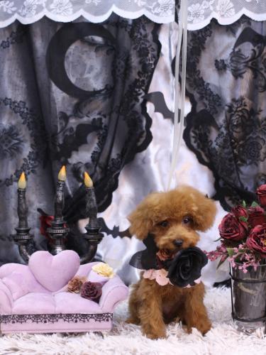 20231013もかちゃん